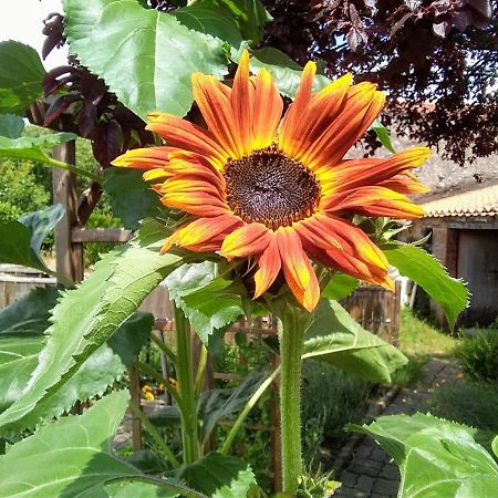 Les Tournesols Bed and Breakfast La Bernardiere Εξωτερικό φωτογραφία