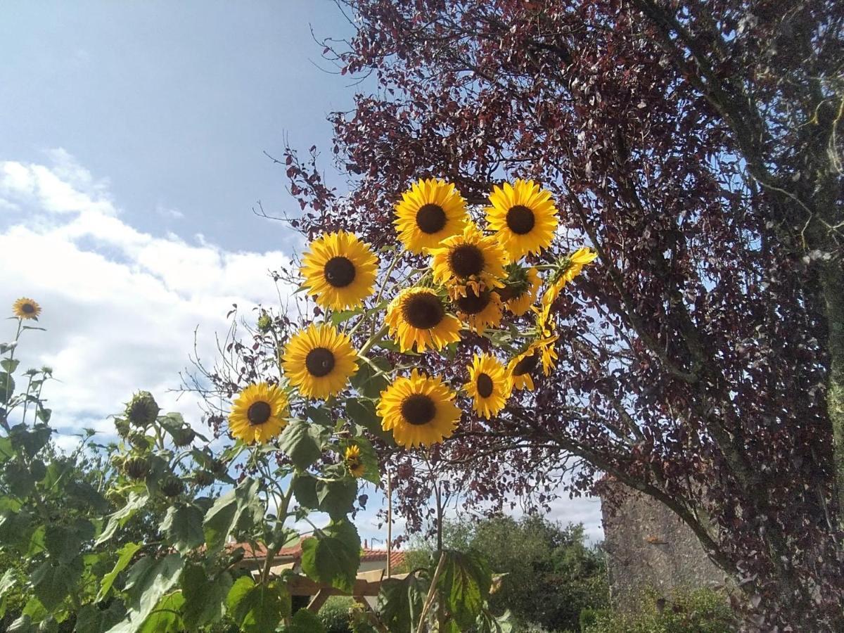 Les Tournesols Bed and Breakfast La Bernardiere Εξωτερικό φωτογραφία