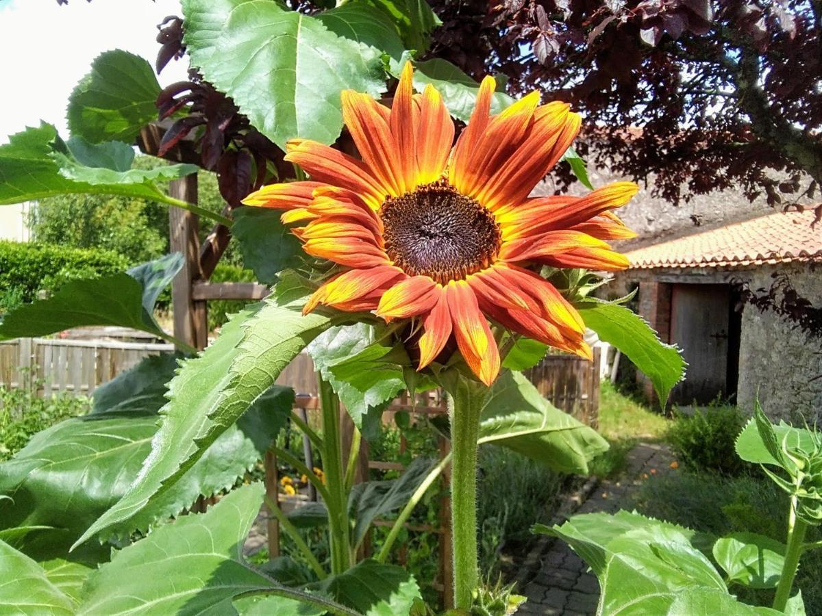 Les Tournesols Bed and Breakfast La Bernardiere Εξωτερικό φωτογραφία